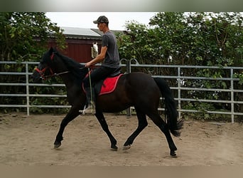 Frisones Mestizo, Caballo castrado, 8 años, 150 cm, Negro