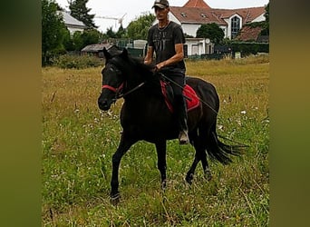 Frisones Mestizo, Caballo castrado, 8 años, 150 cm, Negro