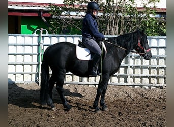 Frisones Mestizo, Caballo castrado, 8 años, 150 cm, Negro