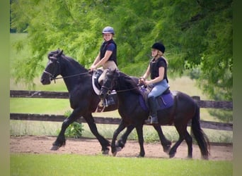 Frisones Mestizo, Caballo castrado, 8 años, 150 cm, Negro