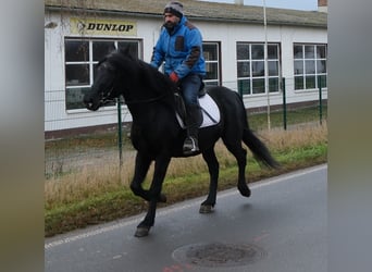Frisones Mestizo, Caballo castrado, 8 años, 152 cm, Negro