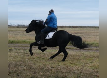 Frisones Mestizo, Caballo castrado, 8 años, 152 cm, Negro