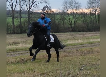 Frisones Mestizo, Caballo castrado, 8 años, 152 cm, Negro