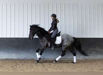 Frisones Mestizo, Caballo castrado, 8 años, 152 cm, Ruano azulado