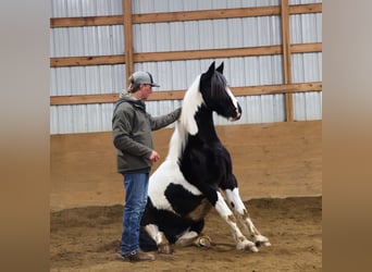Frisones Mestizo, Caballo castrado, 8 años, 155 cm