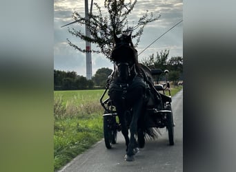 Frisones, Caballo castrado, 8 años, 158 cm, Negro