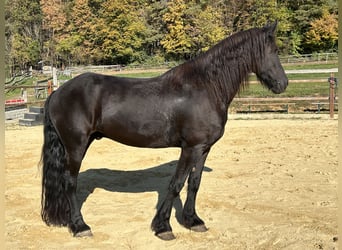 Frisones, Caballo castrado, 8 años, 158 cm, Negro
