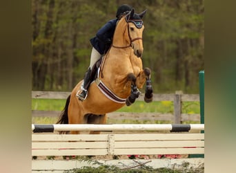 Frisones, Caballo castrado, 8 años, 160 cm, Buckskin/Bayo