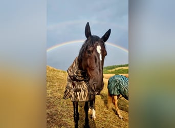 Frisones Mestizo, Caballo castrado, 8 años, 160 cm, Negro