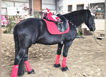 Frisones, Caballo castrado, 8 años, 162 cm, Negro