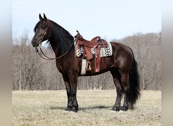 Frisones, Caballo castrado, 8 años, 163 cm, Negro