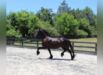 Frisones, Caballo castrado, 8 años, 163 cm, Negro