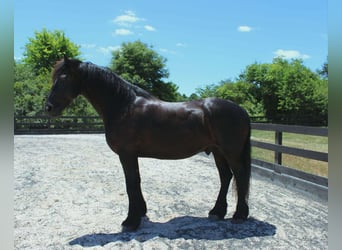 Frisones, Caballo castrado, 8 años, 163 cm, Negro