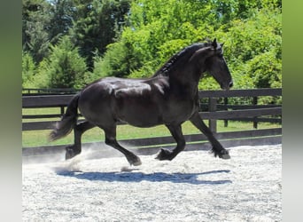 Frisones, Caballo castrado, 8 años, 163 cm, Negro