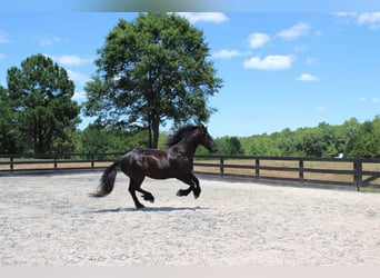Frisones, Caballo castrado, 8 años, 163 cm, Negro