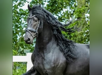 Frisones, Caballo castrado, 8 años, 163 cm, Negro