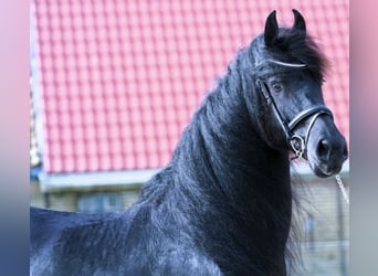 Frisones, Caballo castrado, 8 años, 163 cm, Negro