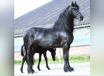 Frisones, Caballo castrado, 8 años, 163 cm, Negro