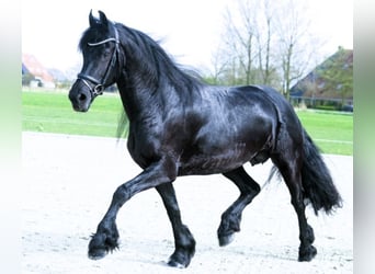 Frisones, Caballo castrado, 8 años, 163 cm, Negro