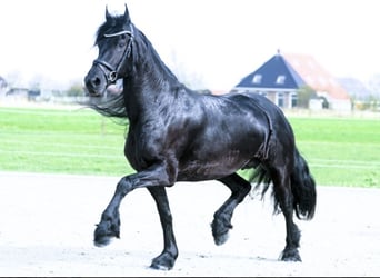 Frisones, Caballo castrado, 8 años, 163 cm, Negro