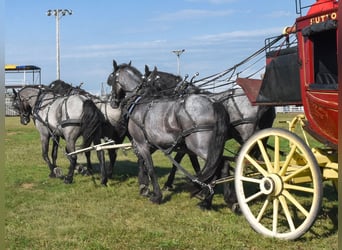 Frisones Mestizo, Caballo castrado, 8 años, 163 cm, Ruano azulado