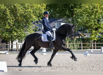 Frisones, Caballo castrado, 8 años, 165 cm, Negro