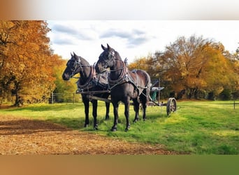 Frisones Mestizo, Caballo castrado, 8 años, 165 cm, Negro