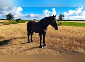 Frisones Mestizo, Caballo castrado, 8 años, 165 cm, Negro