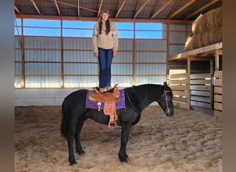 Frisones Mestizo, Caballo castrado, 8 años, 165 cm, Negro