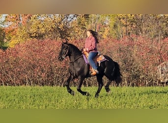 Frisones Mestizo, Caballo castrado, 8 años, 165 cm, Negro