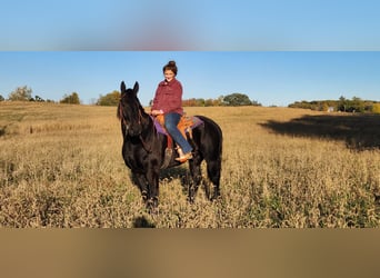 Frisones Mestizo, Caballo castrado, 8 años, 165 cm, Negro