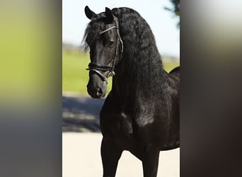 Frisones, Caballo castrado, 8 años, 167 cm, Negro