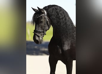 Frisones, Caballo castrado, 8 años, 167 cm, Negro