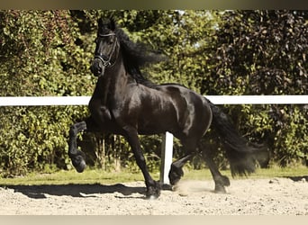 Frisones, Caballo castrado, 8 años, 167 cm, Negro