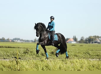 Frisones, Caballo castrado, 8 años, 167 cm, Negro