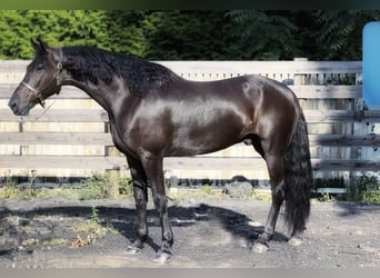 Frisones, Caballo castrado, 8 años, 168 cm, Negro