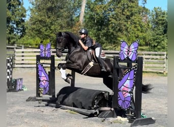 Frisones, Caballo castrado, 8 años, 168 cm, Negro
