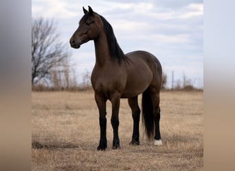 Frisones Mestizo, Caballo castrado, 8 años, 168 cm, Negro