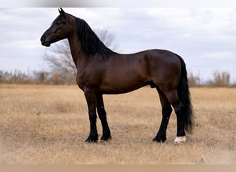 Frisones Mestizo, Caballo castrado, 8 años, 168 cm, Negro