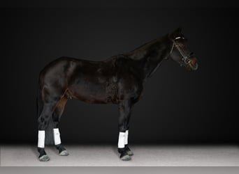 Frisones, Caballo castrado, 8 años, 170 cm, Castaño oscuro