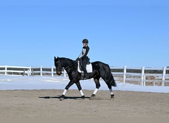 Frisones, Caballo castrado, 8 años, 170 cm, Castaño oscuro