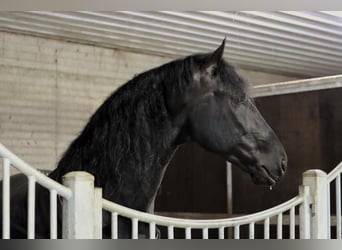 Frisones, Caballo castrado, 8 años, 170 cm, Negro