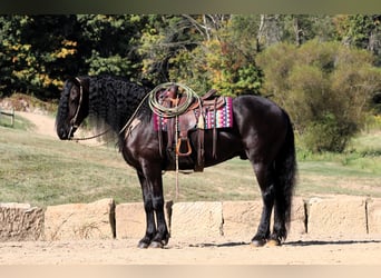 Frisones Mestizo, Caballo castrado, 8 años, 170 cm, Negro