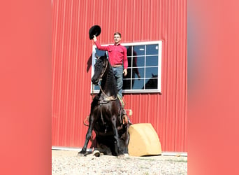 Frisones Mestizo, Caballo castrado, 8 años, 170 cm, Negro