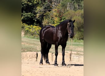 Frisones Mestizo, Caballo castrado, 8 años, 170 cm, Negro