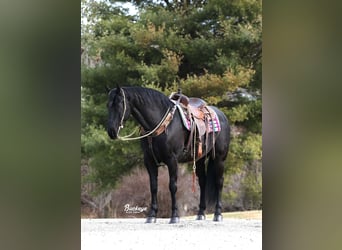 Frisones, Caballo castrado, 8 años, Negro