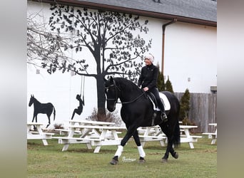 Frisones, Caballo castrado, 8 años, Negro