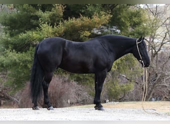 Frisones, Caballo castrado, 8 años, Negro