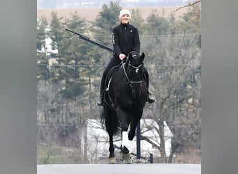 Frisones, Caballo castrado, 8 años, Negro