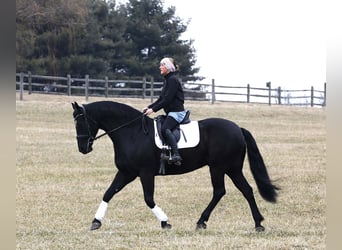 Frisones, Caballo castrado, 8 años, Negro